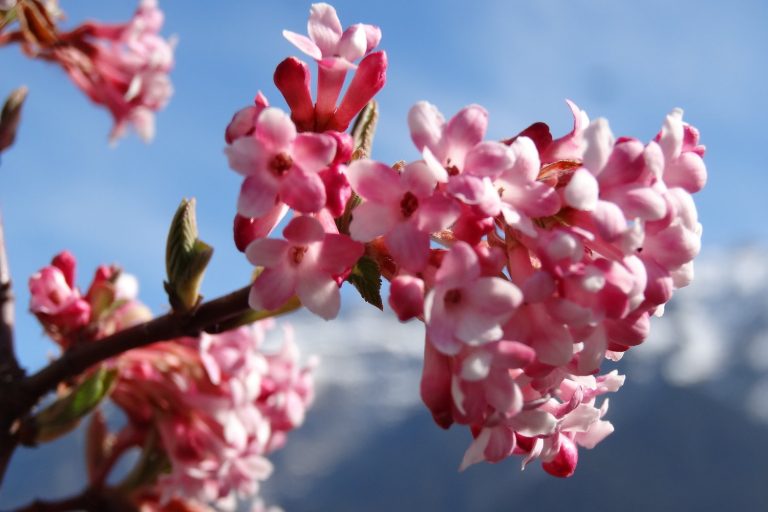 blueten_baum_dsc07699.jpg__1500x3000_q85_subsampling-2