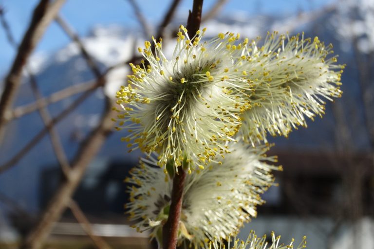 blueten_baum_dsc07704.jpg__1500x3000_q85_subsampling-2